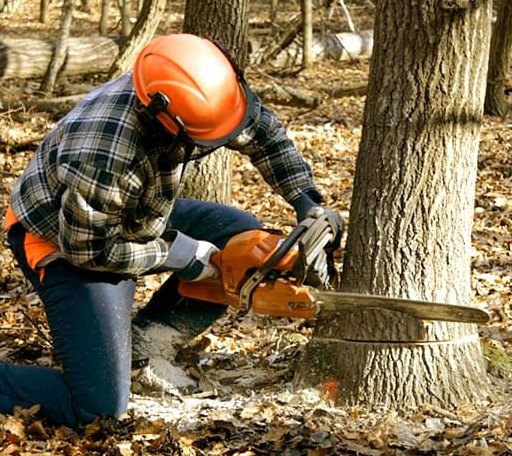 Tree Removal in Saranac, MI